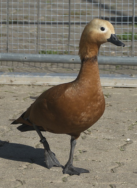 泳技巧
